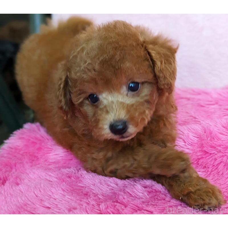 販売中の静岡県のトイプードル-424110の2枚目