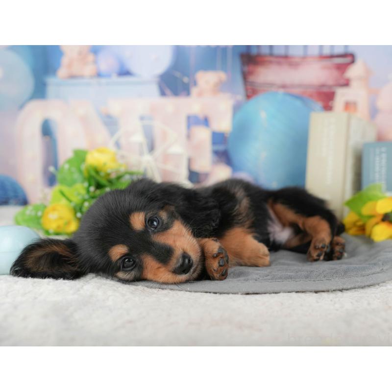 販売中の千葉県のミニチュアダックスフンド(ロングヘアード)-424269の6枚目