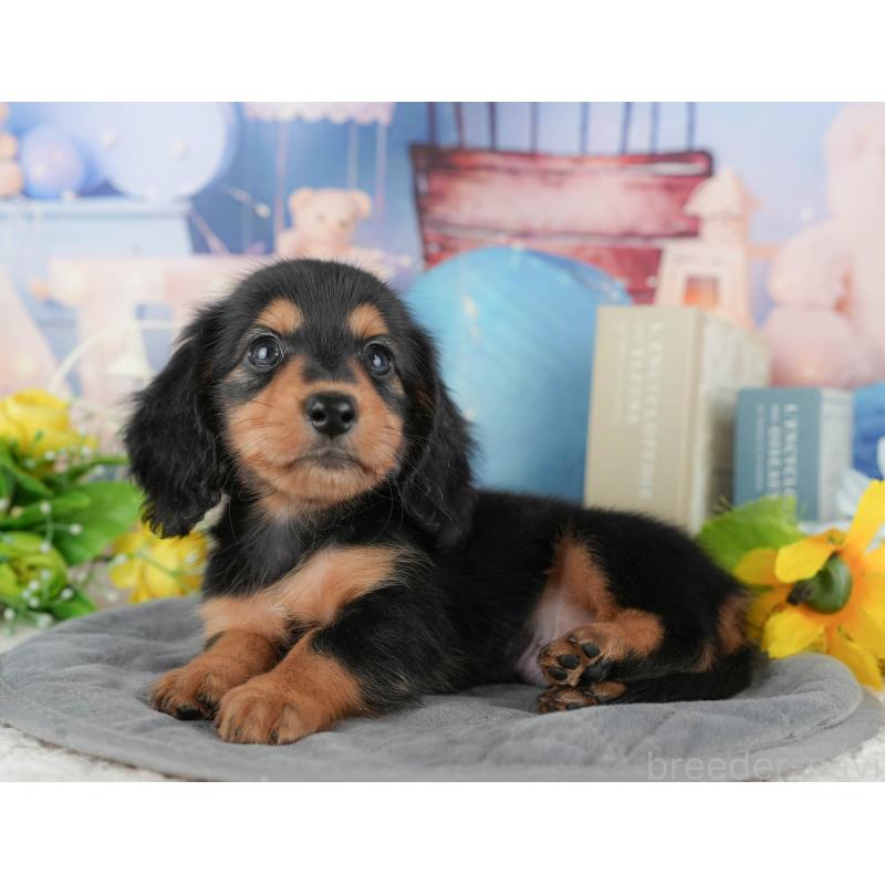 販売中の千葉県のミニチュアダックスフンド(ロングヘアード)-424269の5枚目