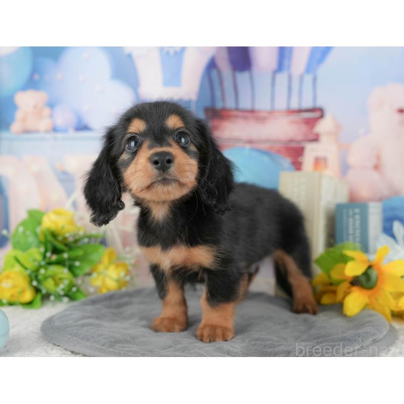 販売中の千葉県のミニチュアダックスフンド(ロングヘアード)-424269の4枚目