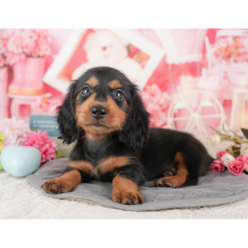 販売中の千葉県のミニチュアダックスフンド(ロングヘアード)-424268の10枚目