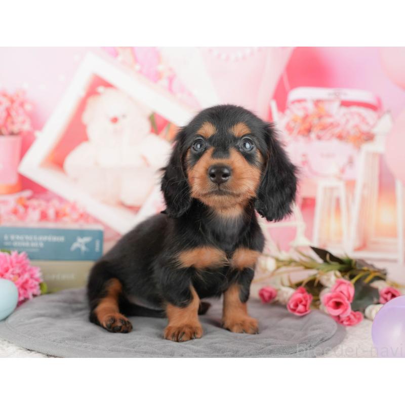 販売中の千葉県のミニチュアダックスフンド(ロングヘアード)-424268の9枚目