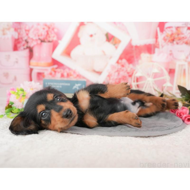 販売中の千葉県のミニチュアダックスフンド(ロングヘアード)-424268の5枚目