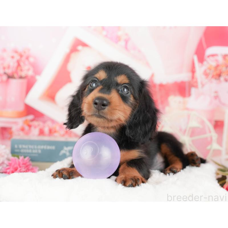 販売中の千葉県のミニチュアダックスフンド(ロングヘアード)-424268の4枚目