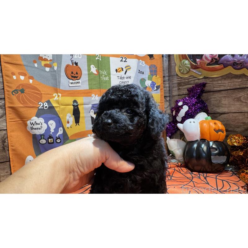 成約済の埼玉県のトイプードル-424111の5枚目