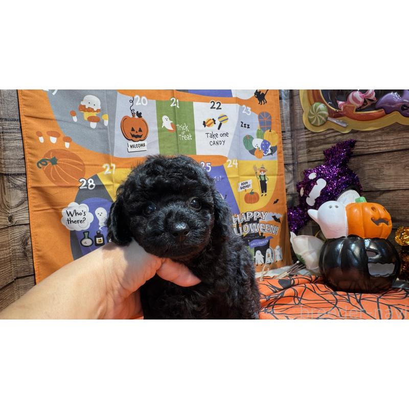 成約済の埼玉県のトイプードル-424111の4枚目