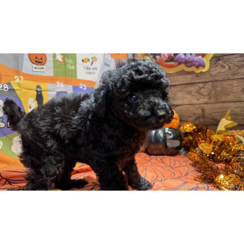 成約済の埼玉県のトイプードル-424111の2枚目