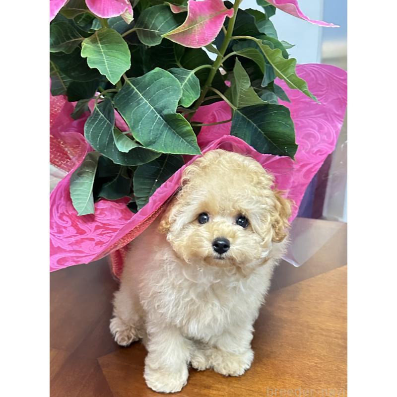 販売中の神奈川県のタイニープードル-415116の3枚目