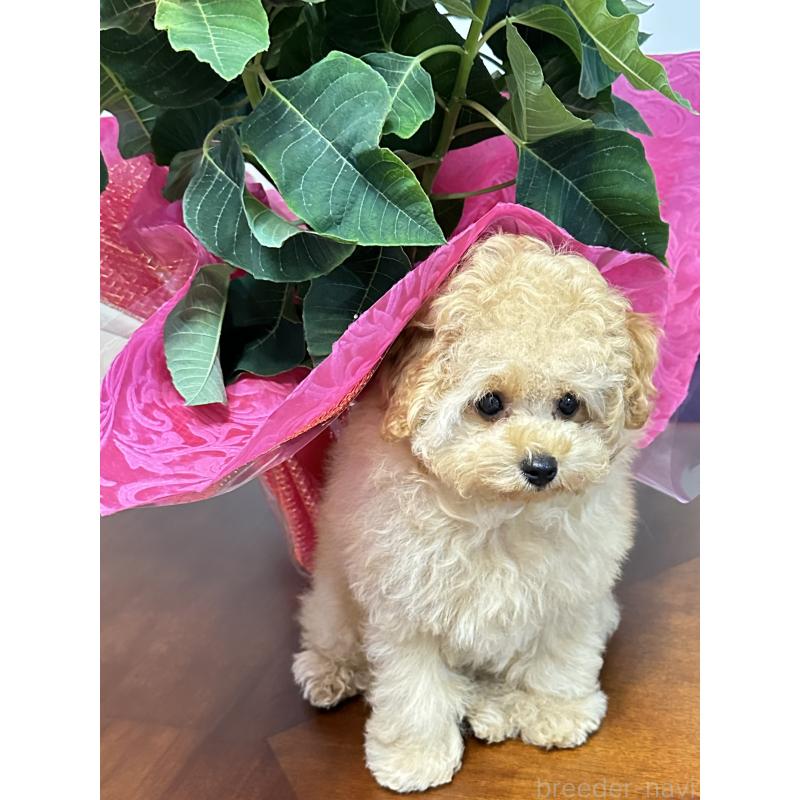 販売中の神奈川県のタイニープードル-415116の2枚目