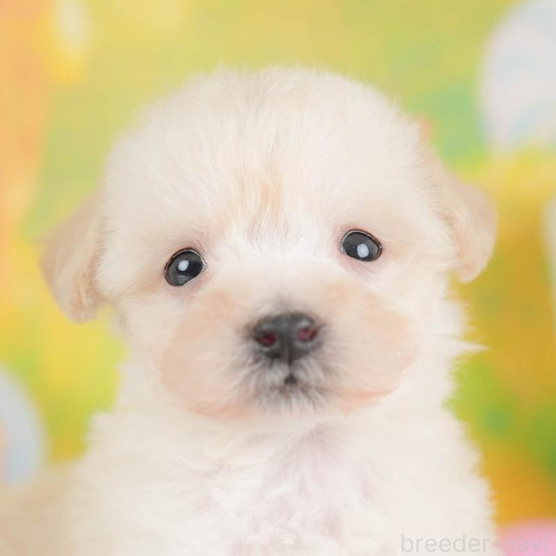 販売中の埼玉県のビションプー:ビションフリーゼ×トイプードル-424384の1枚目