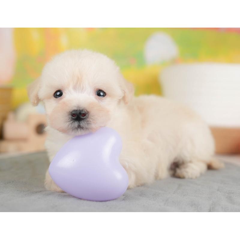 販売中の埼玉県のビションプー:ビションフリーゼ×トイプードル-424384の11枚目