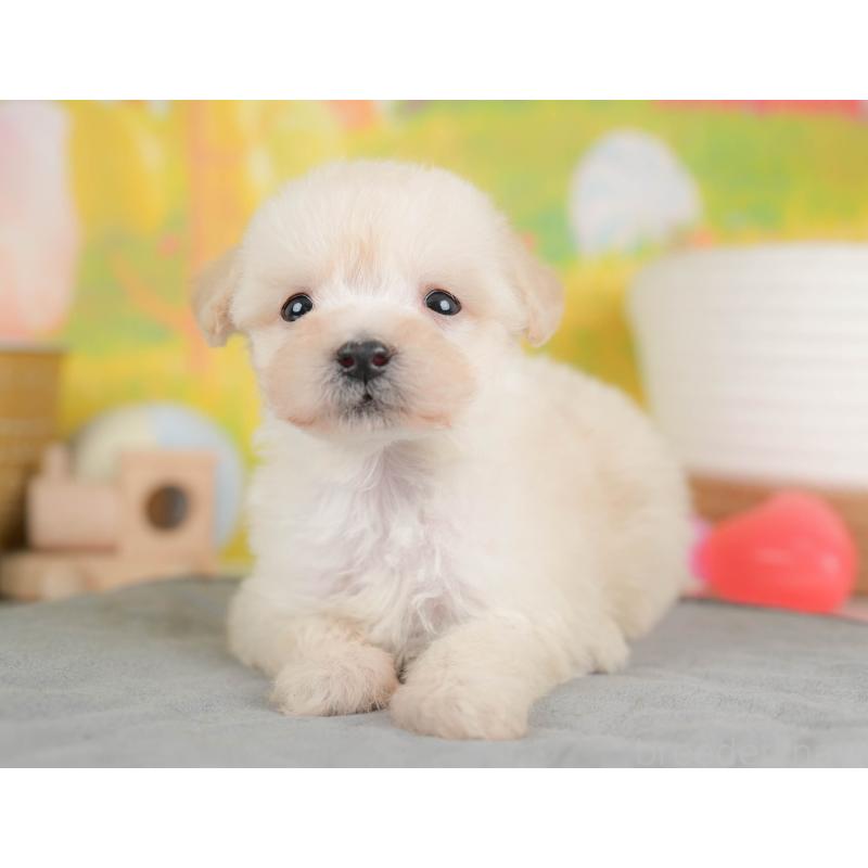 販売中の埼玉県のビションプー:ビションフリーゼ×トイプードル-424384の10枚目