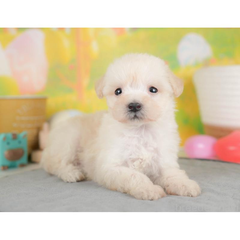 販売中の埼玉県のビションプー:ビションフリーゼ×トイプードル-424384の9枚目