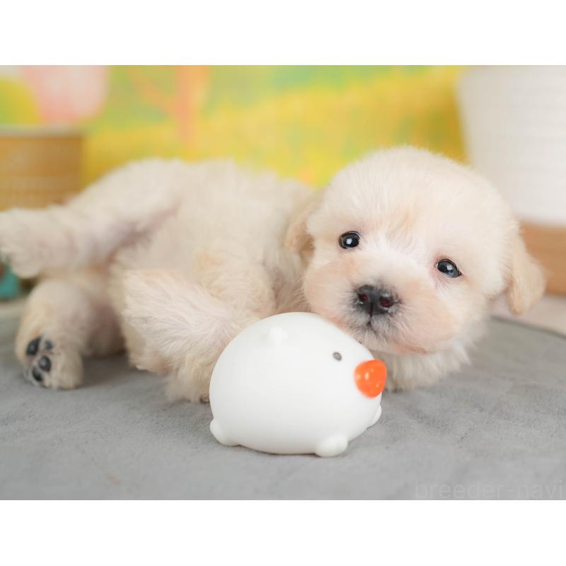 販売中の埼玉県のビションプー:ビションフリーゼ×トイプードル-424384の8枚目