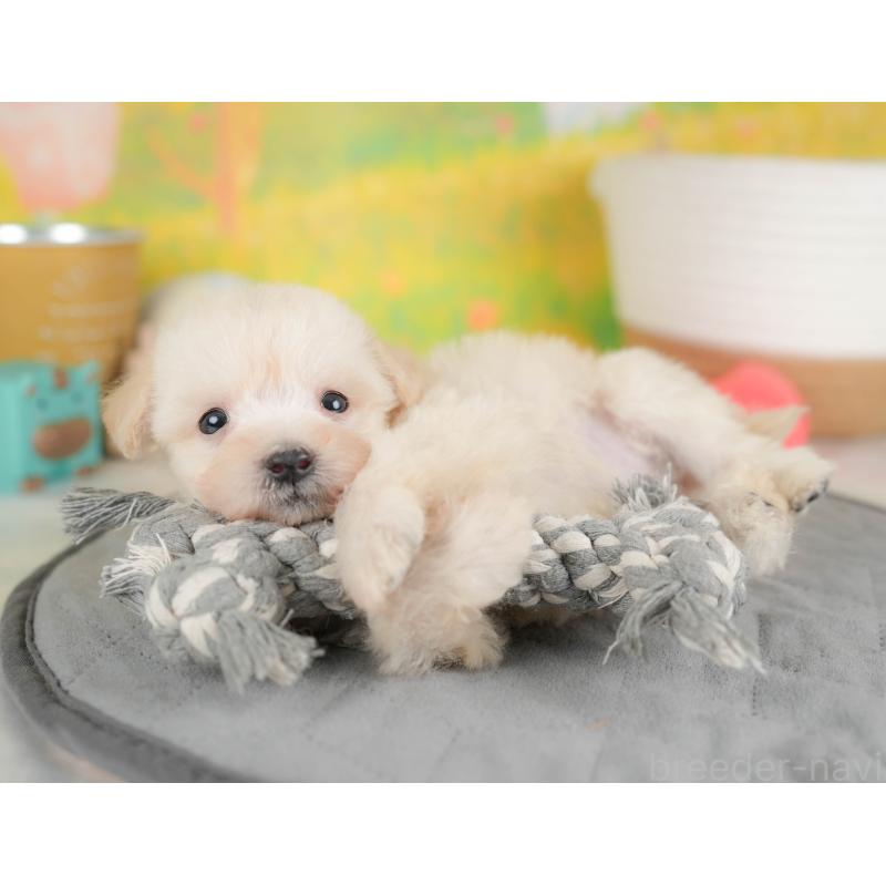 販売中の埼玉県のビションプー:ビションフリーゼ×トイプードル-424384の7枚目