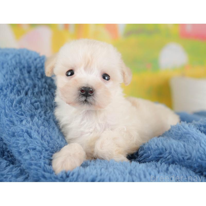 販売中の埼玉県のビションプー:ビションフリーゼ×トイプードル-424384の6枚目