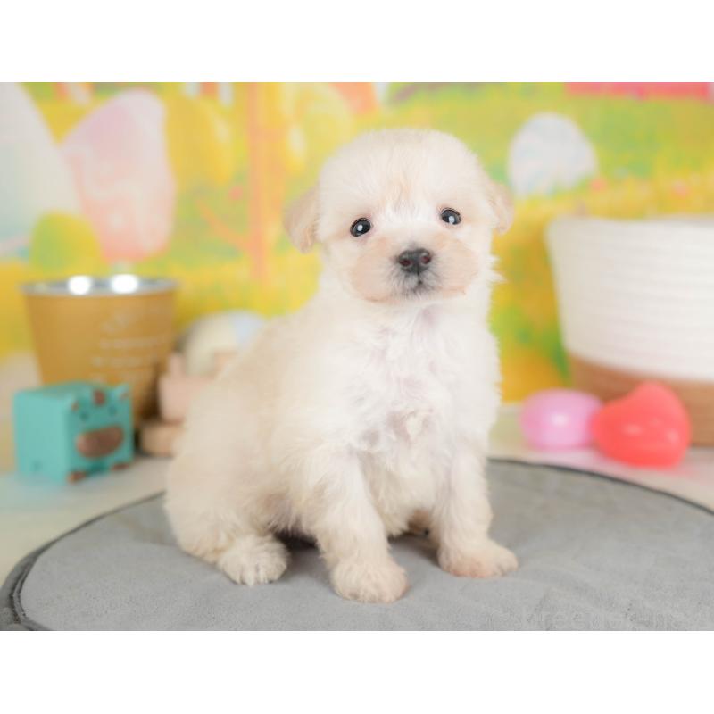 販売中の埼玉県のビションプー:ビションフリーゼ×トイプードル-424384の5枚目