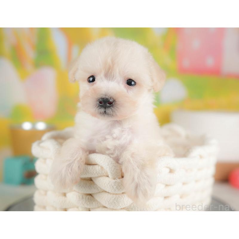 販売中の埼玉県のビションプー:ビションフリーゼ×トイプードル-424384の4枚目