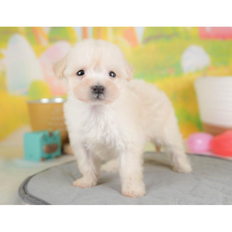 販売中の埼玉県のビションプー:ビションフリーゼ×トイプードル-424384の3枚目