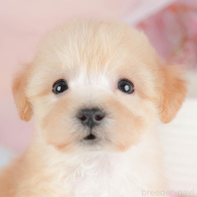 販売中の埼玉県のビションプー:ビションフリーゼ×トイプードル-424381