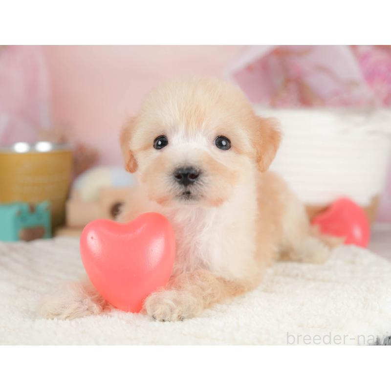 販売中の埼玉県のビションプー:ビションフリーゼ×トイプードル-424381の11枚目