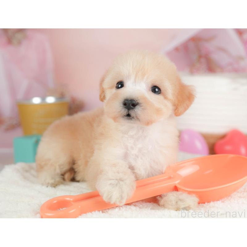 販売中の埼玉県のビションプー:ビションフリーゼ×トイプードル-424381の10枚目