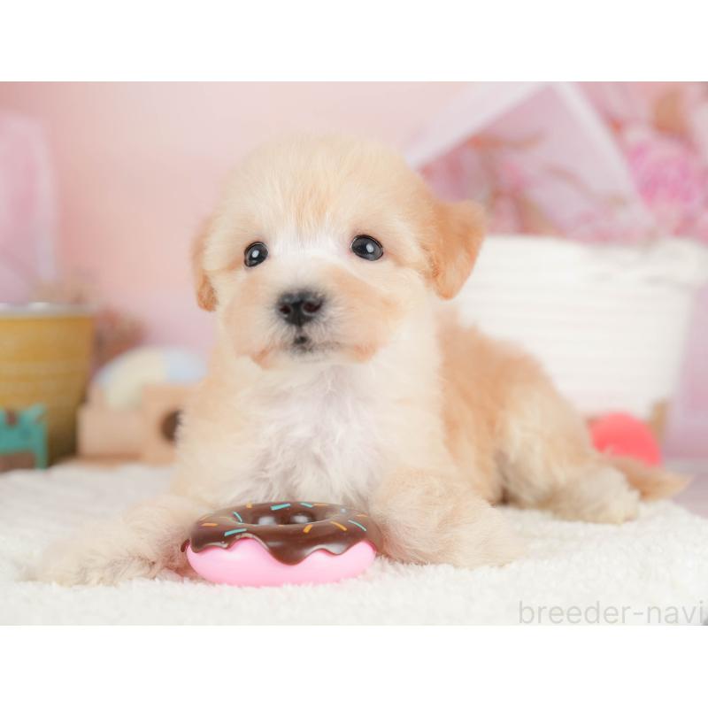 販売中の埼玉県のビションプー:ビションフリーゼ×トイプードル-424381の9枚目