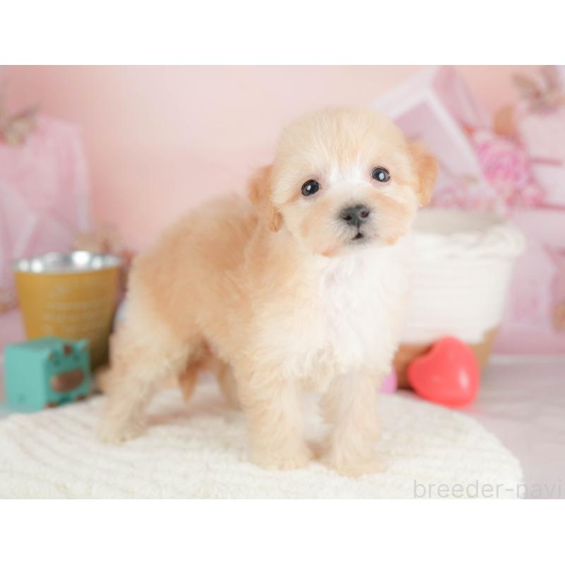 販売中の埼玉県のビションプー:ビションフリーゼ×トイプードル-424381の8枚目