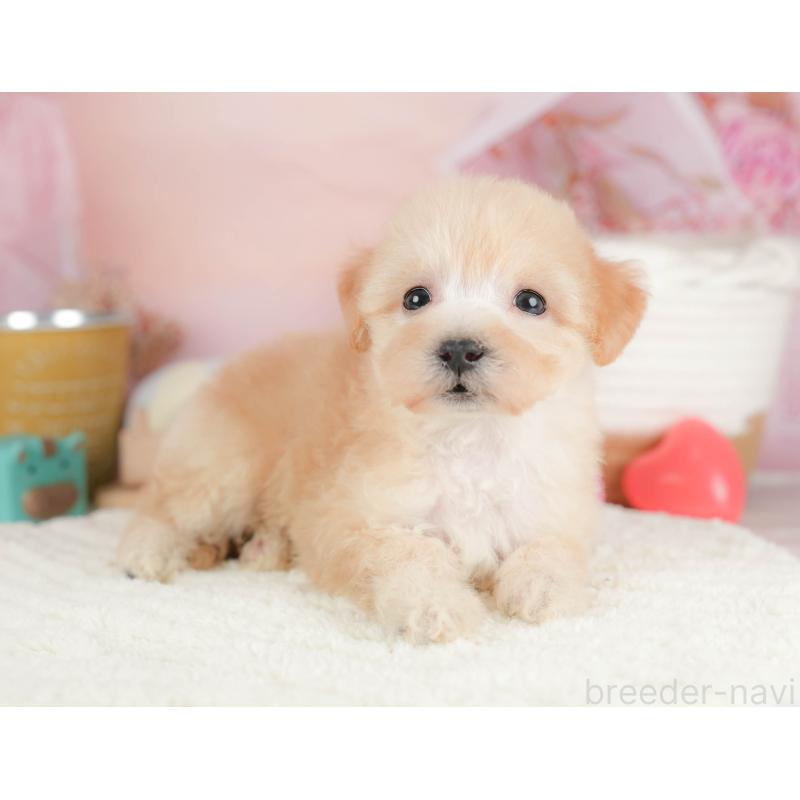 販売中の埼玉県のビションプー:ビションフリーゼ×トイプードル-424381の7枚目