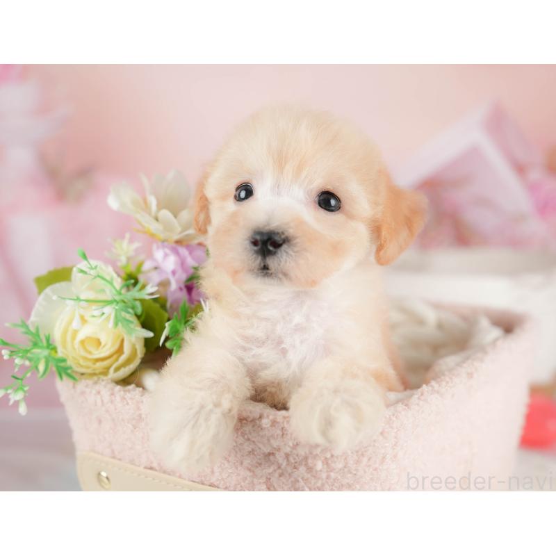 販売中の埼玉県のビションプー:ビションフリーゼ×トイプードル-424381の6枚目