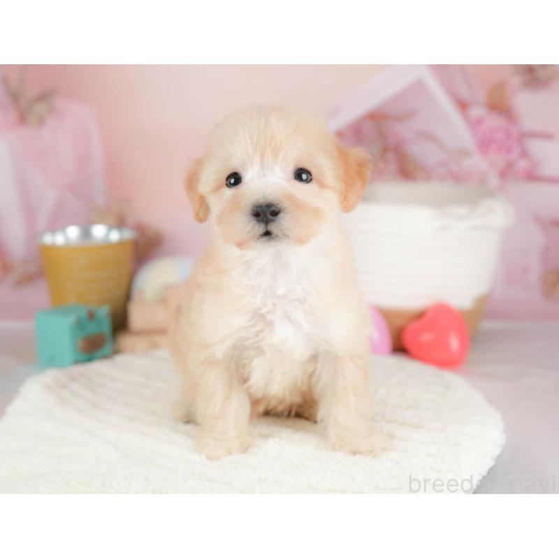 販売中の埼玉県のビションプー:ビションフリーゼ×トイプードル-424381の5枚目