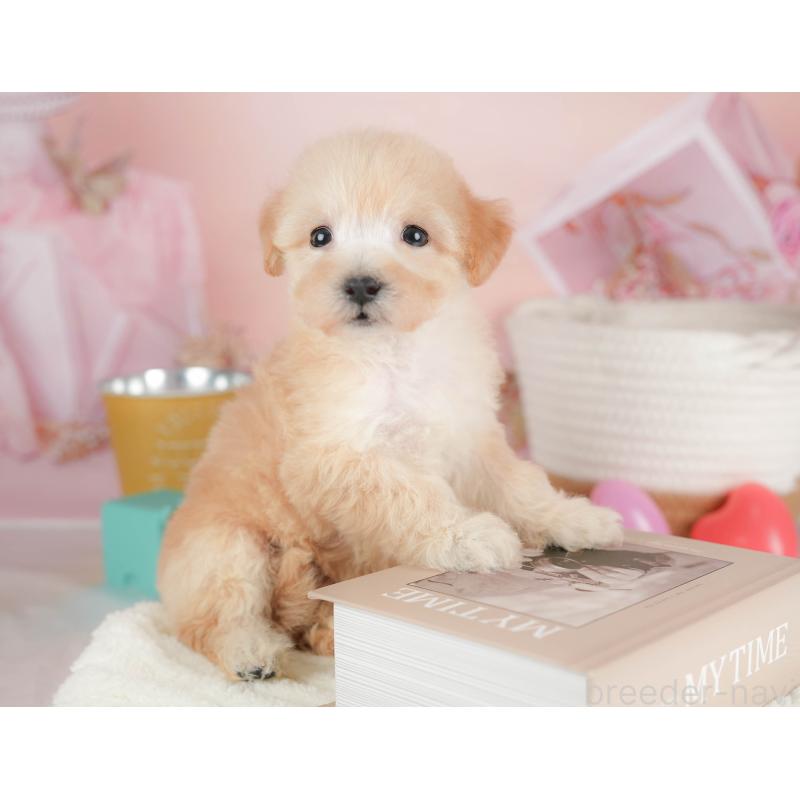 販売中の埼玉県のビションプー:ビションフリーゼ×トイプードル-424381の4枚目