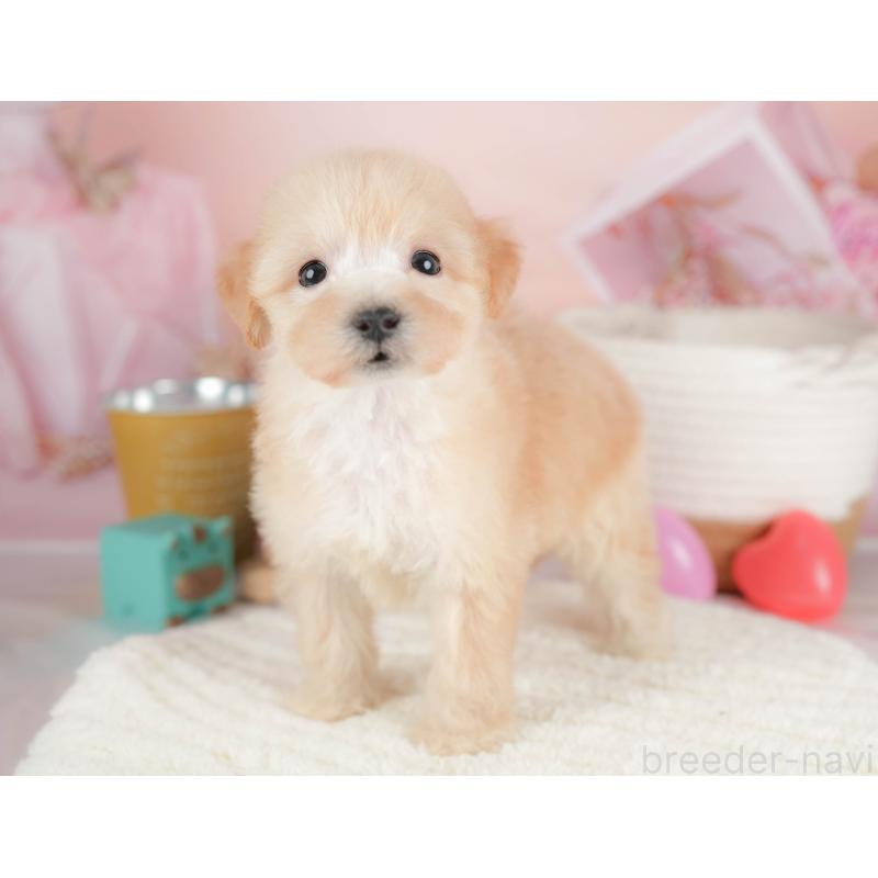 販売中の埼玉県のビションプー:ビションフリーゼ×トイプードル-424381の3枚目