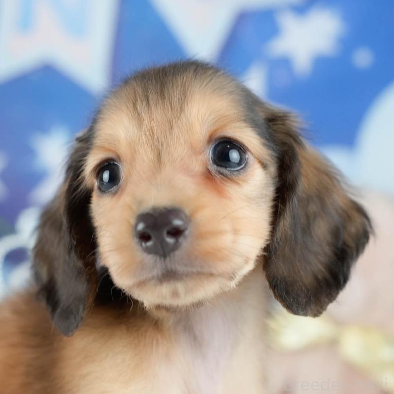 販売中の栃木県のミニチュアダックスフンド(ロングヘアード)-424442の1枚目