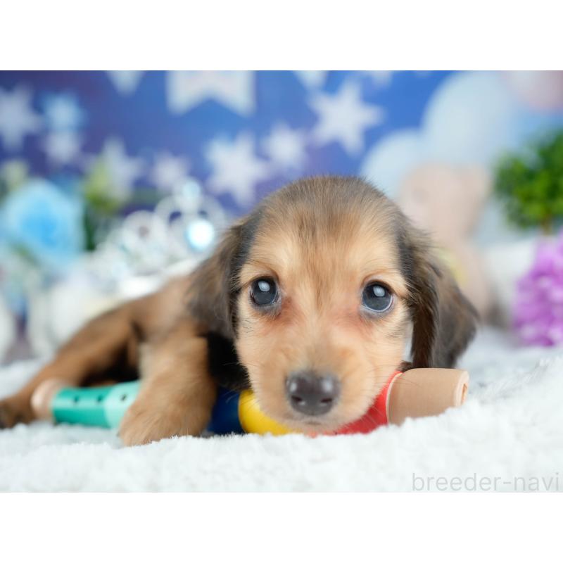 販売中の栃木県のミニチュアダックスフンド(ロングヘアード)-424442の8枚目