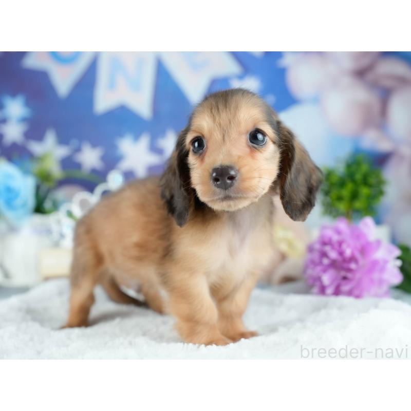 販売中の栃木県のミニチュアダックスフンド(ロングヘアード)-424442の7枚目