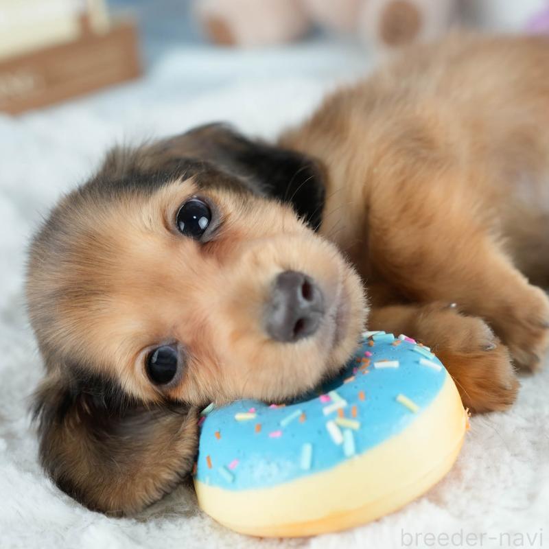販売中の栃木県のミニチュアダックスフンド(ロングヘアード)-424442の6枚目