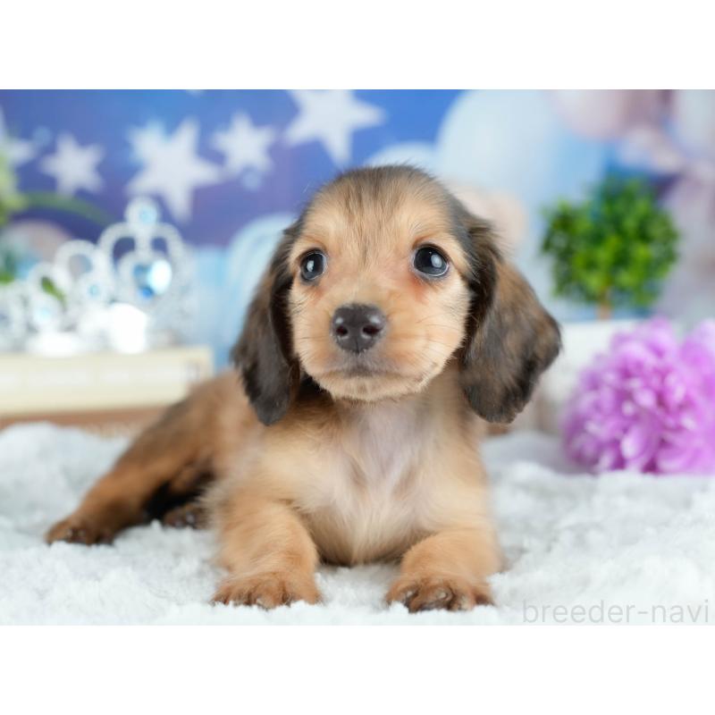 販売中の栃木県のミニチュアダックスフンド(ロングヘアード)-424442の5枚目