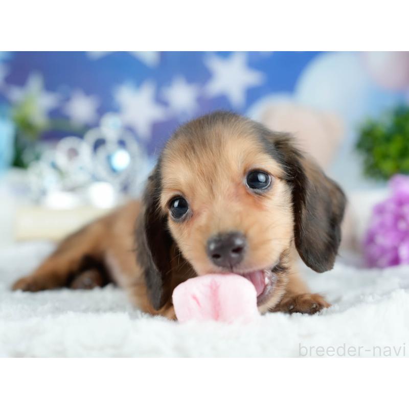 販売中の栃木県のミニチュアダックスフンド(ロングヘアード)-424442の4枚目