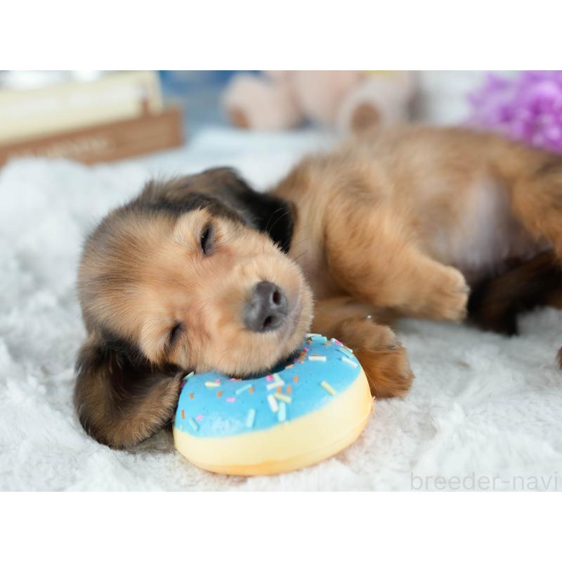 販売中の栃木県のミニチュアダックスフンド(ロングヘアード)-424442の3枚目