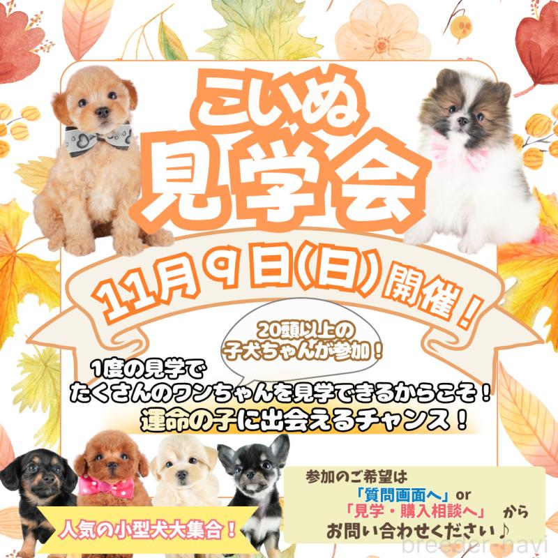 販売中の栃木県のタイニープードル-424441の32枚目