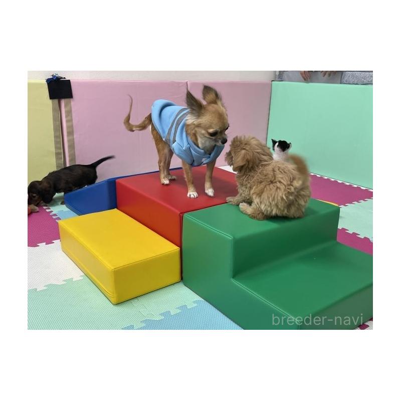 販売中の栃木県のタイニープードル-424441の16枚目