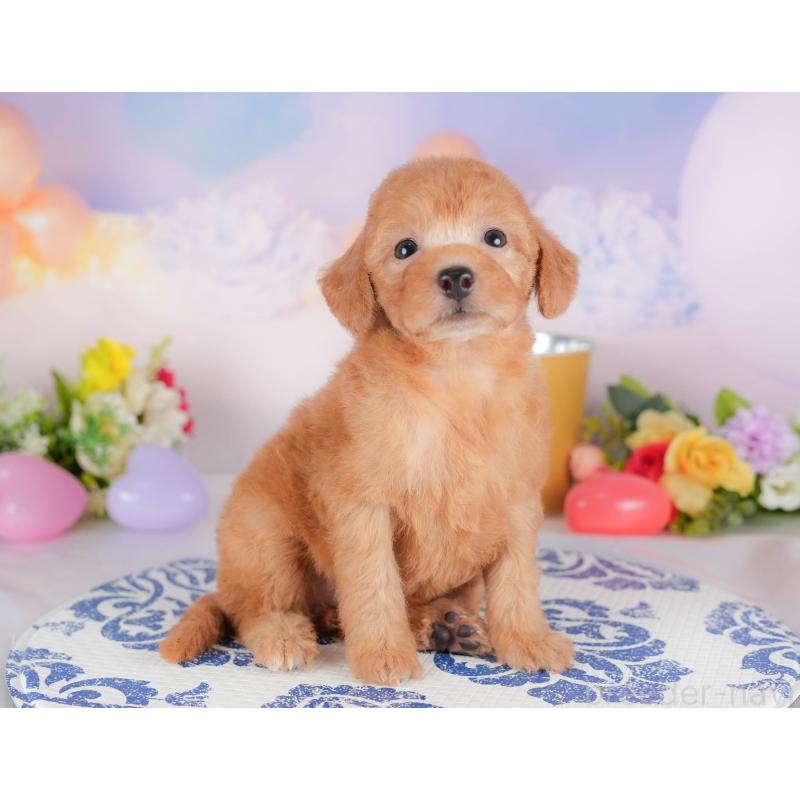 販売中の栃木県のトイプードル-424415