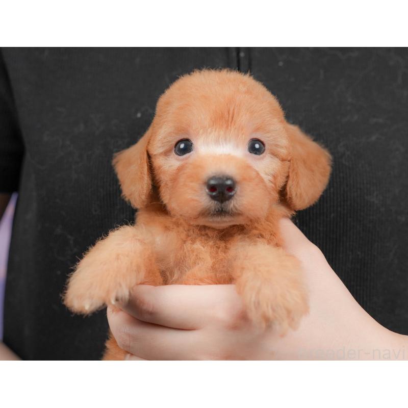 販売中の栃木県のトイプードル-424415の9枚目