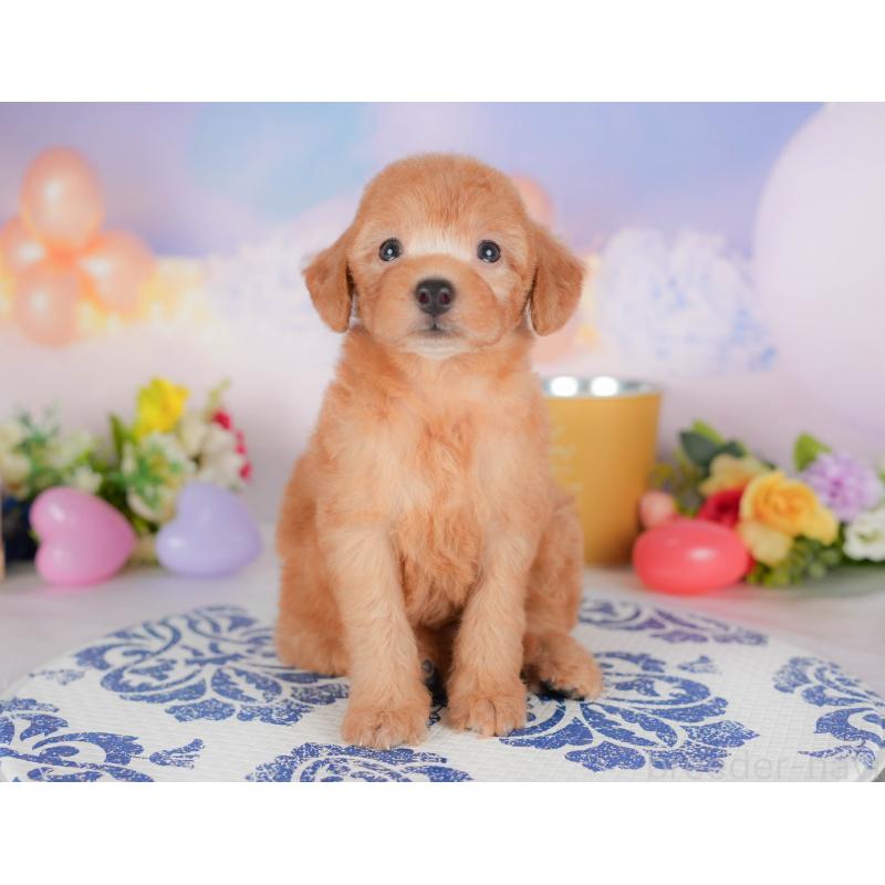 販売中の栃木県のトイプードル-424415の8枚目