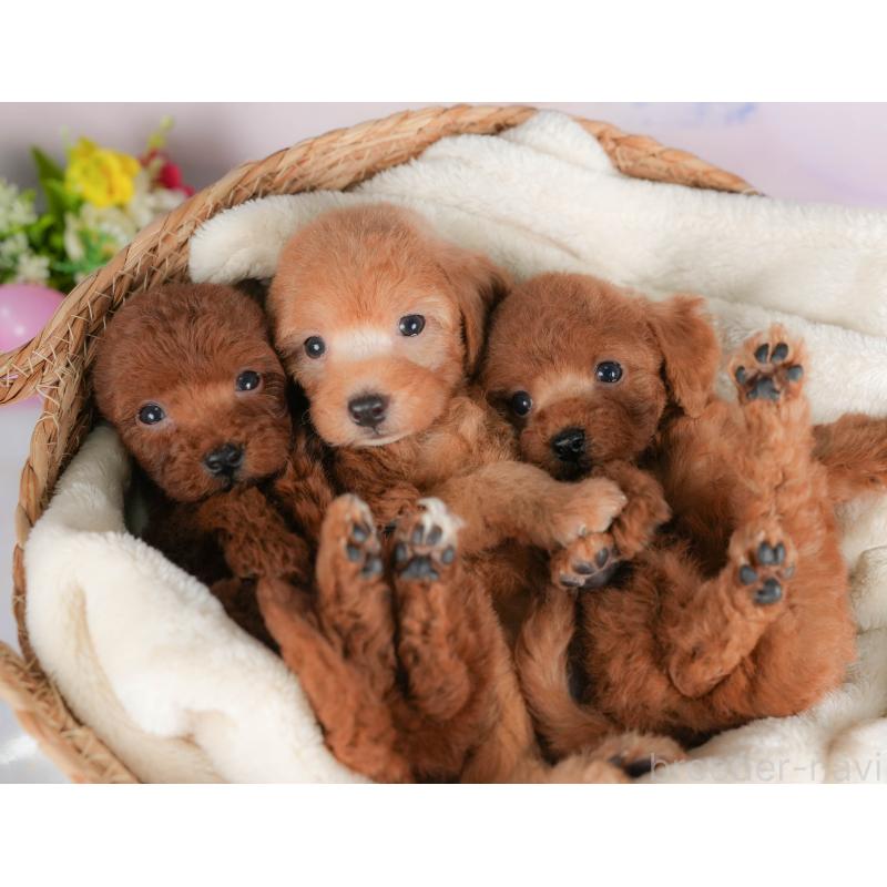 販売中の栃木県のトイプードル-424415の7枚目