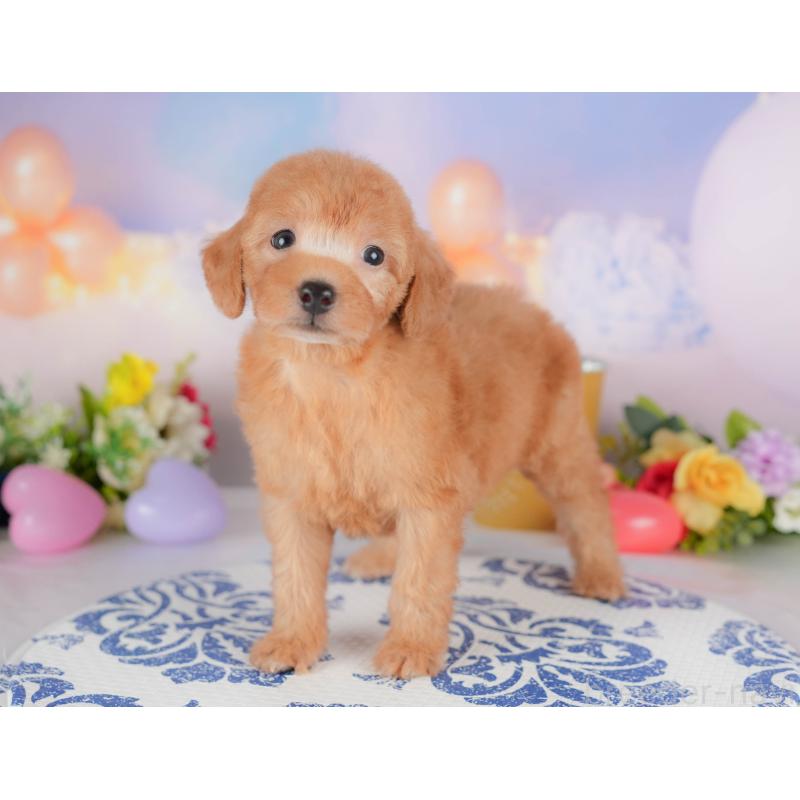 販売中の栃木県のトイプードル-424415の6枚目