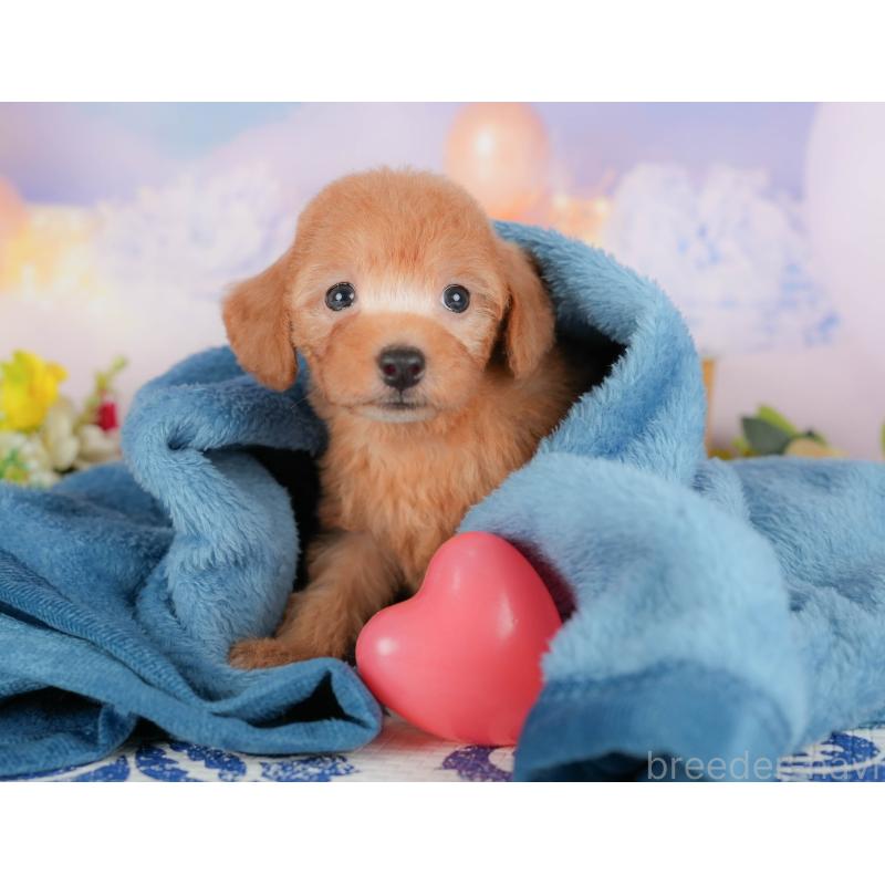 販売中の栃木県のトイプードル-424415の4枚目