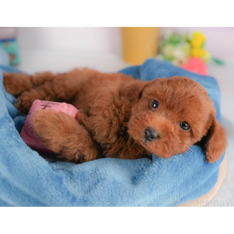 販売中の栃木県のトイプードル-424362の8枚目