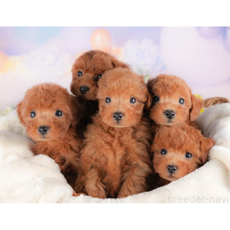 販売中の栃木県のトイプードル-424362の7枚目